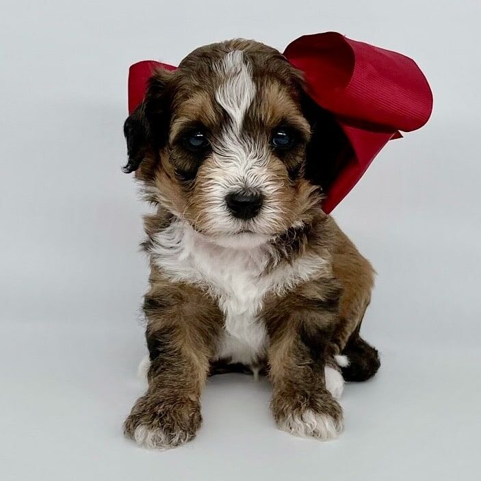 Bernedoodle Puppies For Sale: Find Your Perfect Companion at Shady Oaks Puppies