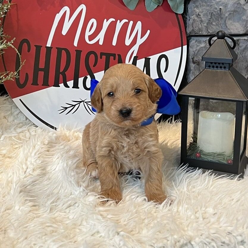 Mini Golden Doodles For Sale