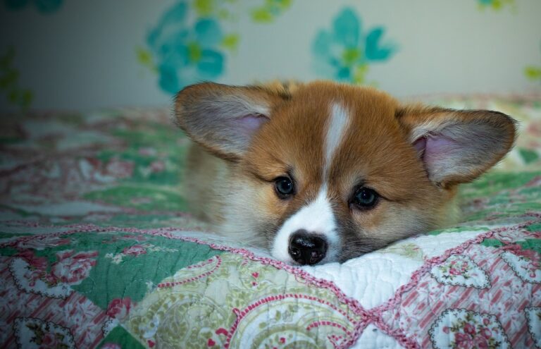 99exch Review: India’s Leading Crypto Exchange Platform Explained